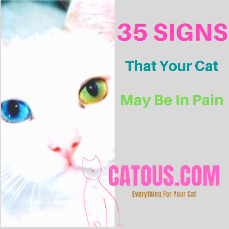 35 Signs That Your Cat May Be In Pain