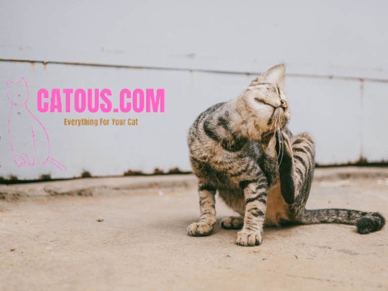 Cats: 23 Proven Ways To Stop A Cat From Scratching Furniture