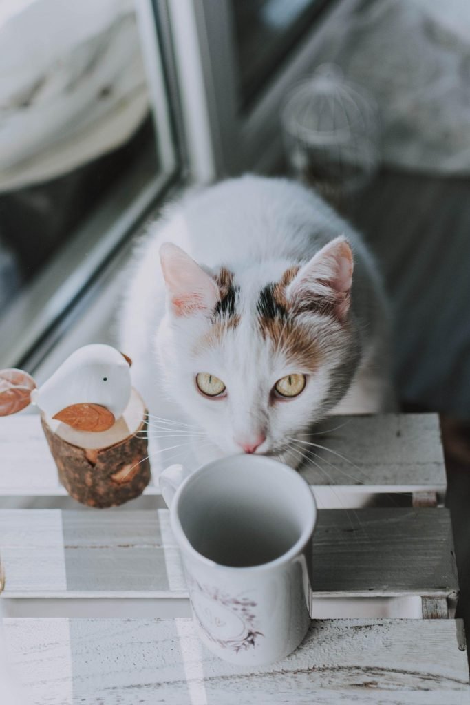 catous.com cat food