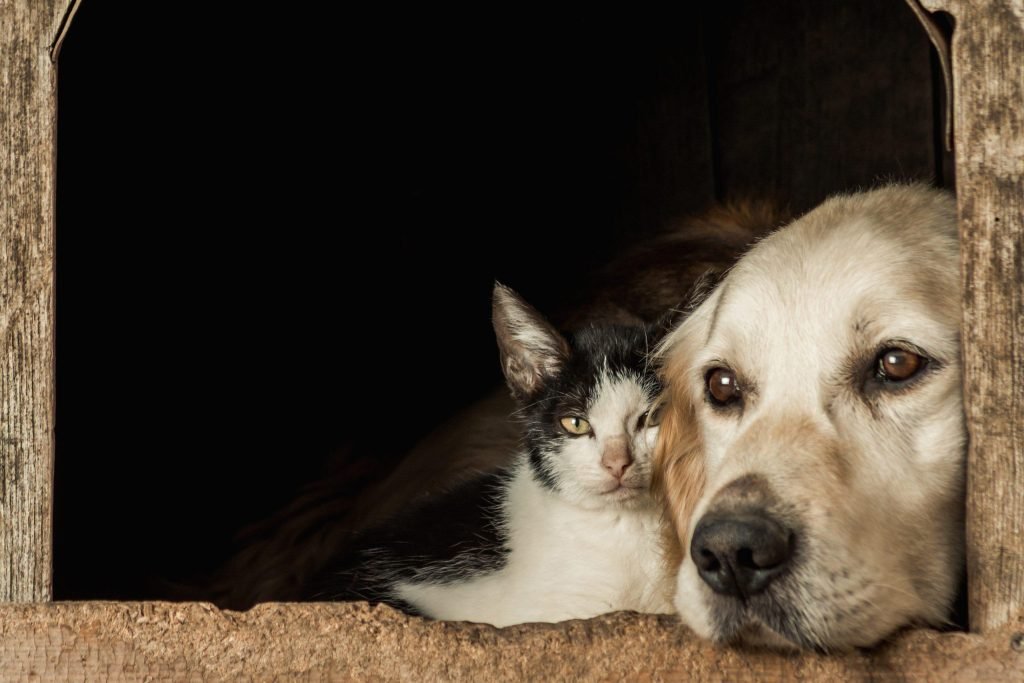closeup shot snouts cute dog cat sitting cheek cheek scaled
