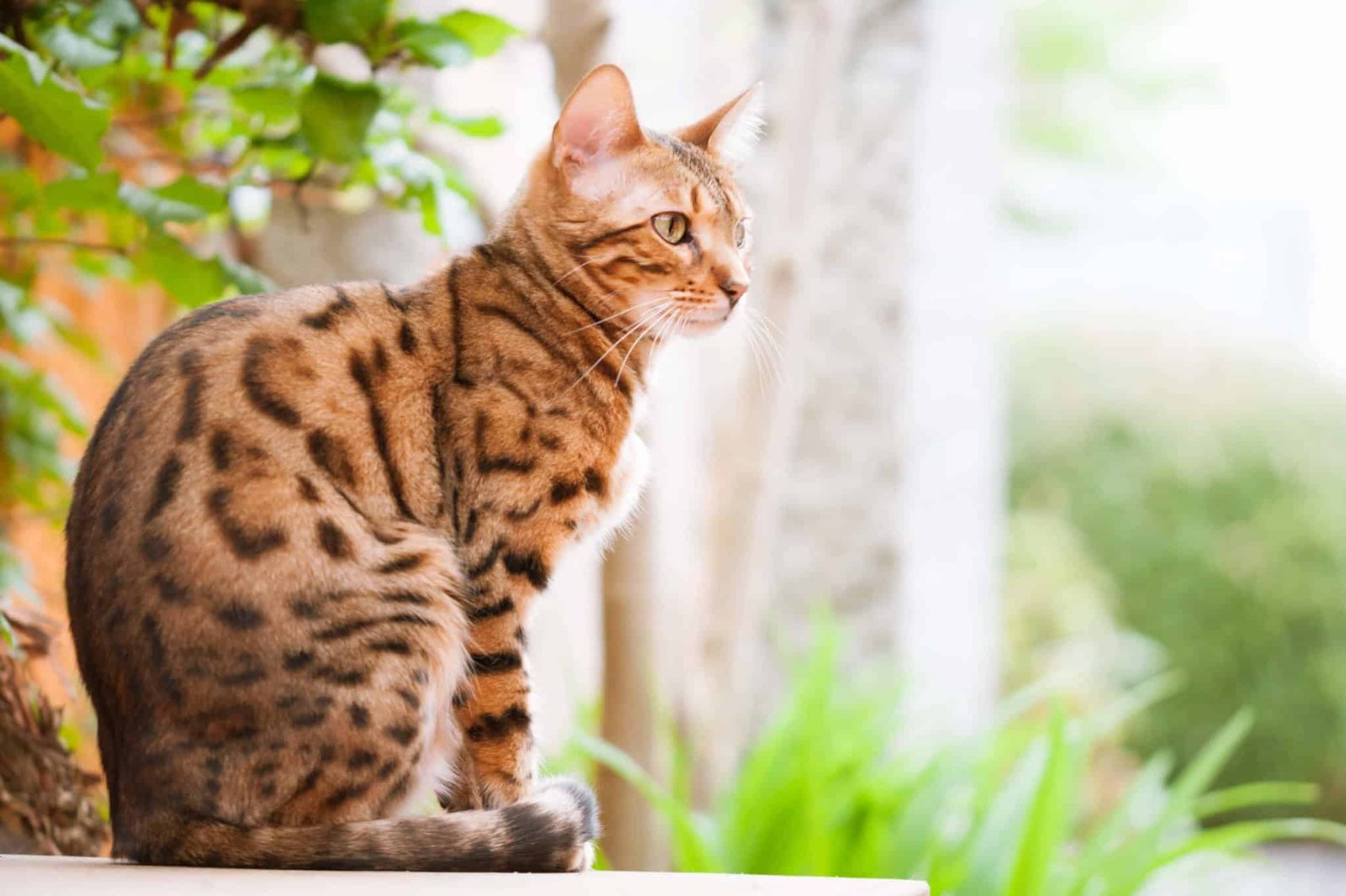 What Makes a Bengal Cat Show Quality?