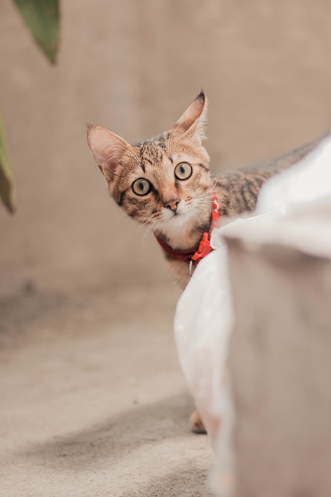 Bengal kittens