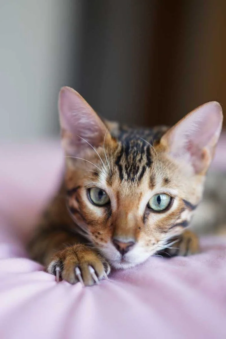 Top 10 Effective Solutions for Common Cat Behavior Problems – Expert Tips to Restore Harmony