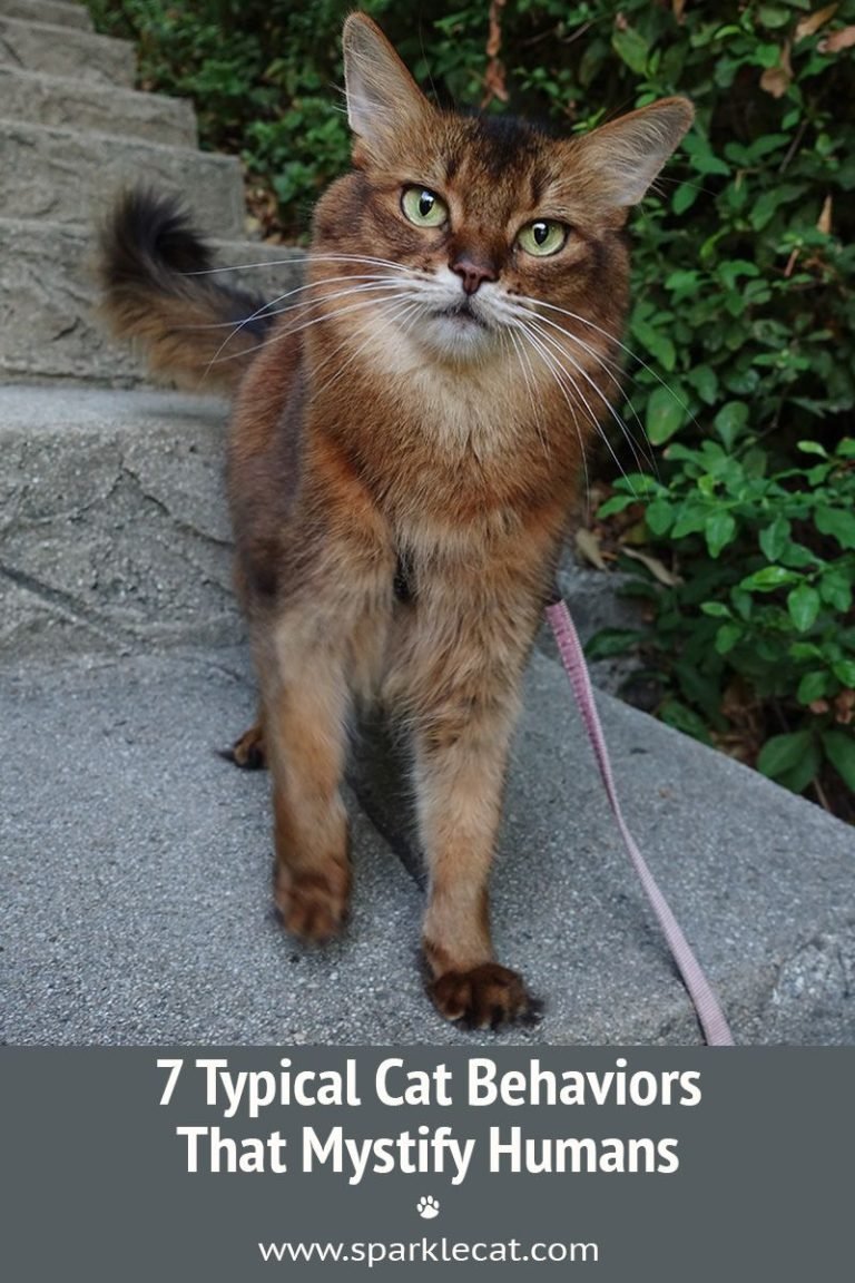 7 Typical Cat Behaviors That Mystify Humans