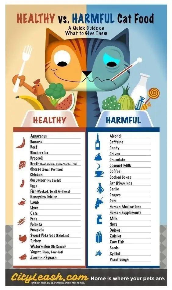To Feed My Cat: Be Aware What to Feed and Not Feed?.