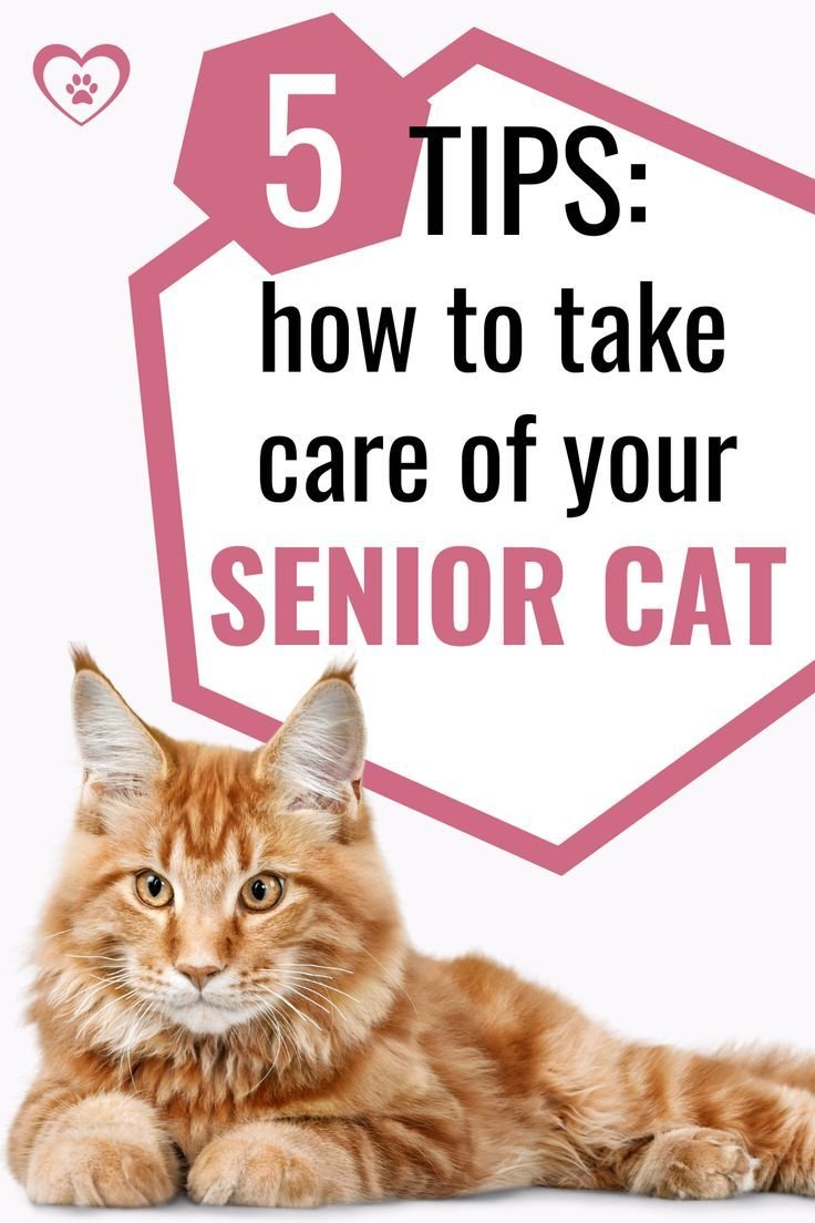 SENIOR CAT: CAT HEALTH TIPS FROM A VET: HOW TO TAKE CARE OF YOURS 3 511354067e8d3014903eb19157840959
