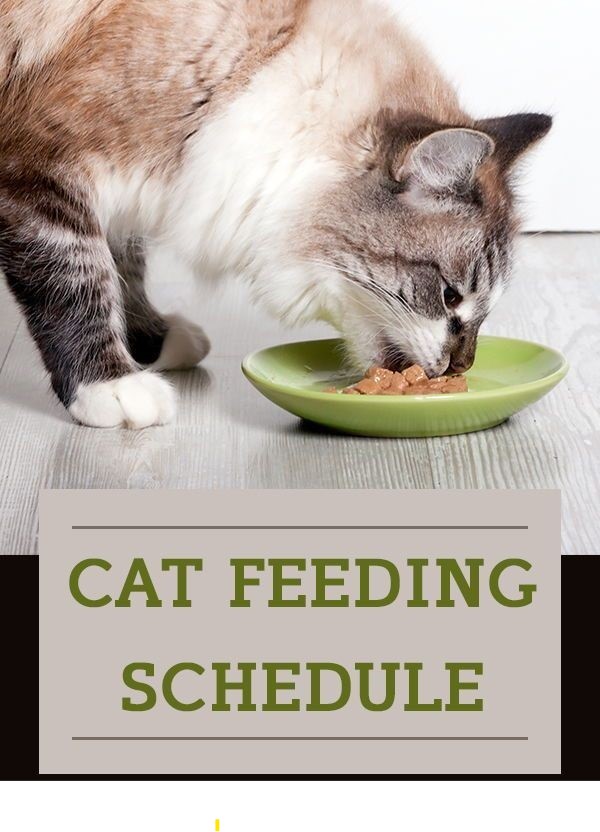 Cat Feeding Schedule