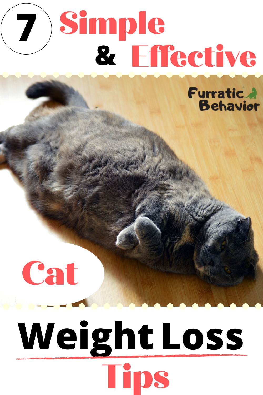 7 SIMPLE AND EFFECTIVE CAT WEIGHT LOSS TIPS | FURRATIC BEHAVIOR 5 974a86ef8aba81cb6e3aed523584b13b