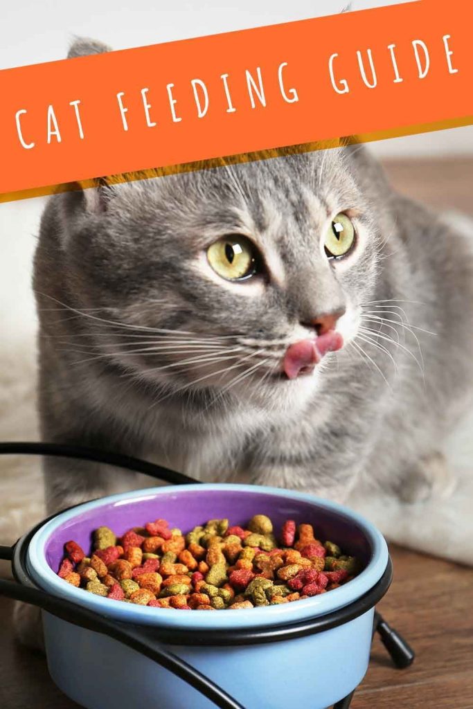 Cat Feeding Guide