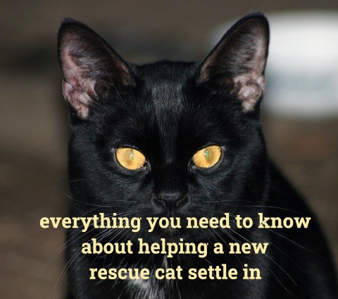 everything you need to know
about helping a new
rescue cat settle in