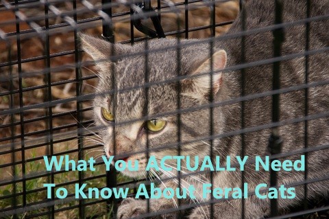 What You ACTUALLY Need To Know About Feral Cats