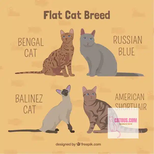 Explore Different Cat Breeds