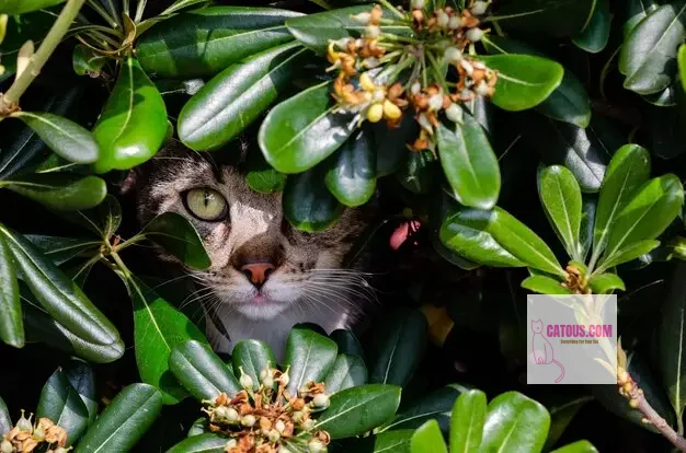 Cat-Friendly Houseplants