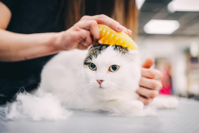 1 BEST ABSOLUTE CAT GROOMERS IN MY AREA 5 Cat Groomers in My Area