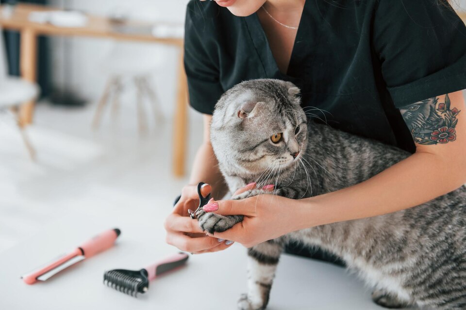 cat nail trimming near me