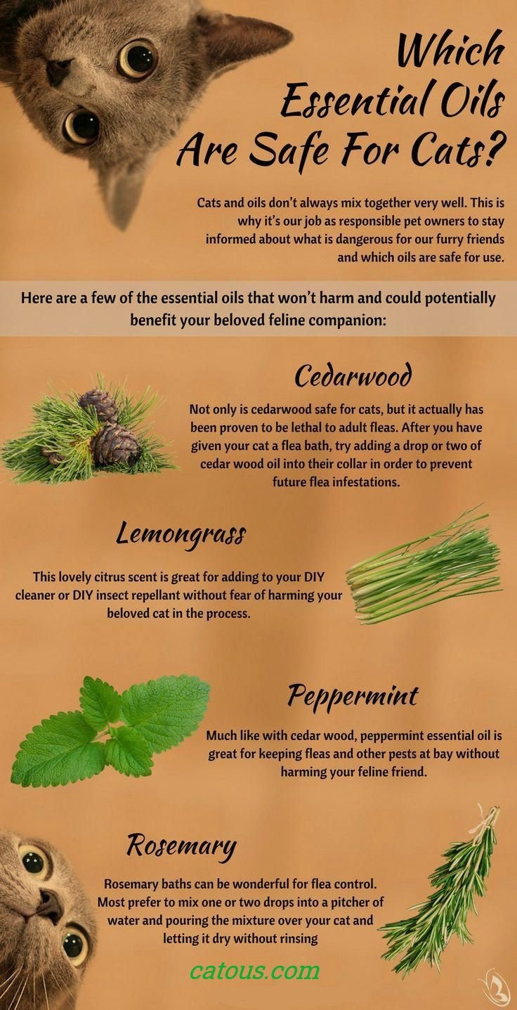 ESSENTIAL OILS FOR CAT: A HOLISTIC APPROACH TO FELINE WELLNESS 2 A content cat lounging in a room with diffused essential oils, representing a calm and harmonious environment.