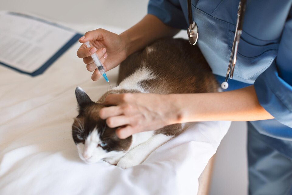 Image: A content cat lounging in a healthy, vibrant environment.