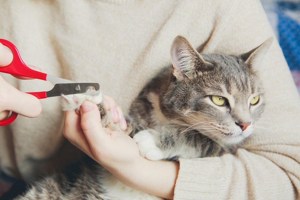 cat clipping near me