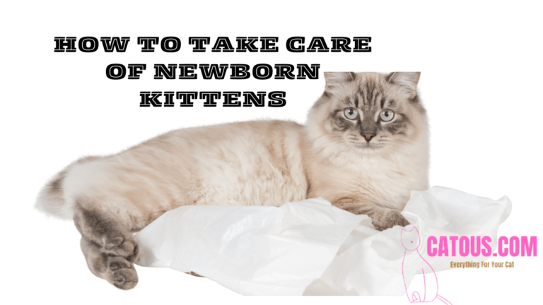 Newborn Kitten Care Tips