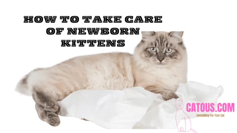 Newborn Kitten Care Tips