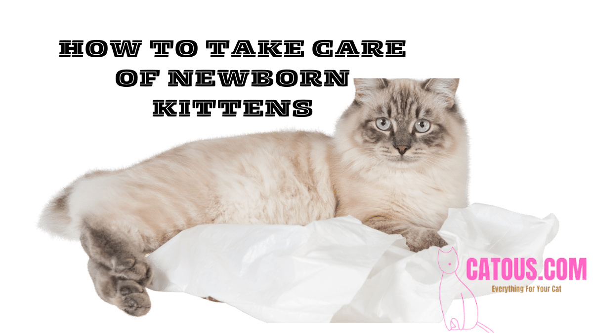Newborn Kitten Care Tips