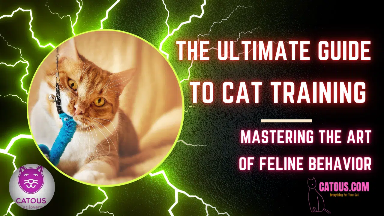 Cat Training
