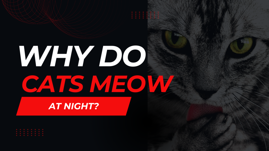 Cats Meowing at Night