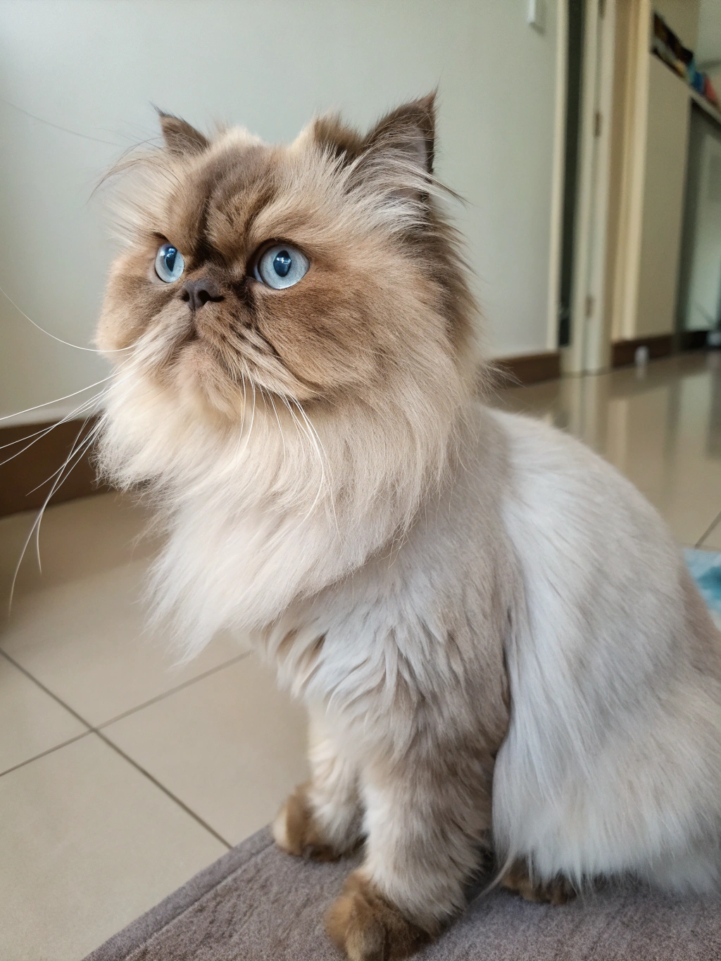 PERSIAN CAT HAIRCUT GUIDE: 7 ULTIMATE TIPS FOR PERFECT RESULTS 2 Persian cat with a beautiful haircut