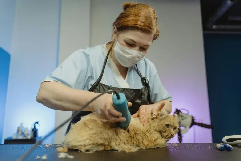 Shaved Cat